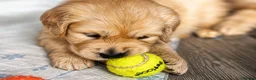 Golden Retriever dogs for sale: Adorable Golden Retriever Puppies for Sale! - Advert 5