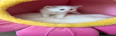 Ragdoll 3