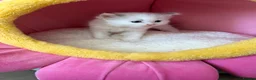 Ragdoll cats for sale: 7 Stunning Baby Ragdolls - Advert 4