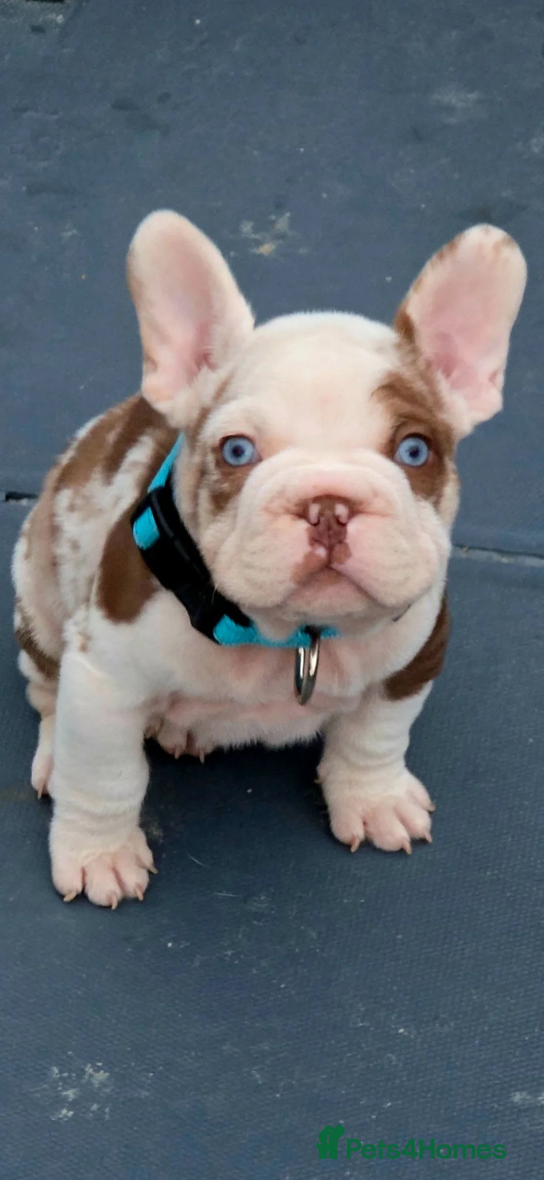 French Bulldog dogs for sale: Open for offer  French Bulldog with papers - Advert 1
