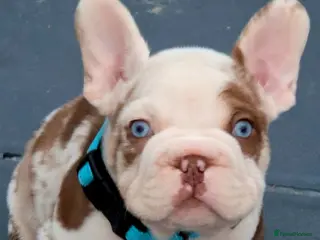 French Bulldog dogs French Bulldog - Advert 1