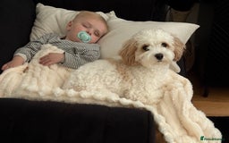 Mixed Breed dogs for sale: Lovely 2 year old Cavapoo - Image 2