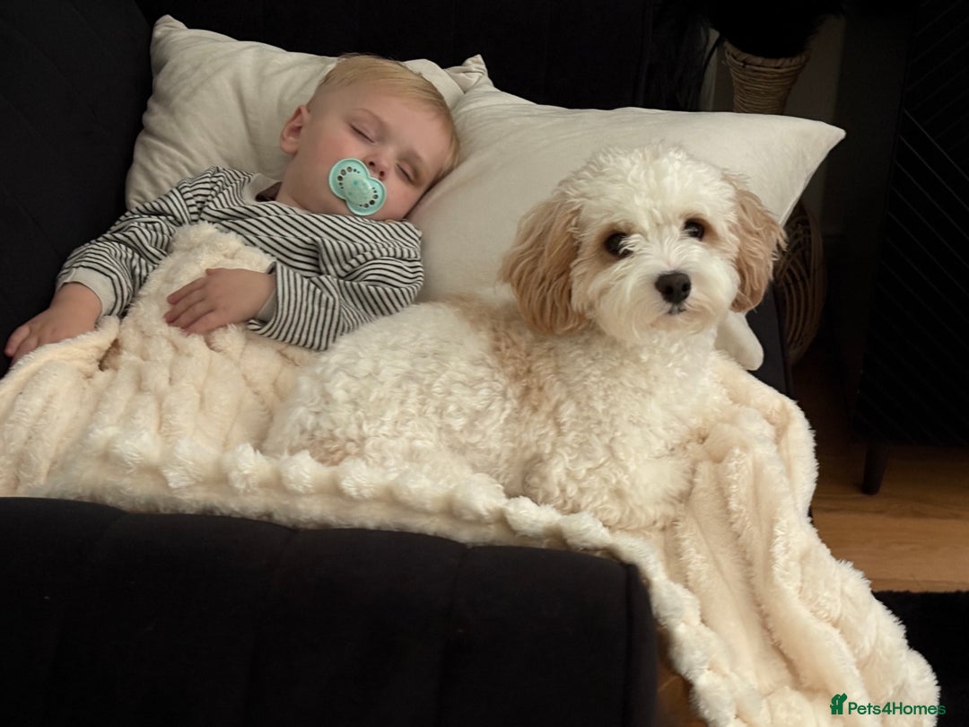 Mixed Breed dogs for sale: Lovely 2 year old Cavapoo - Image 2