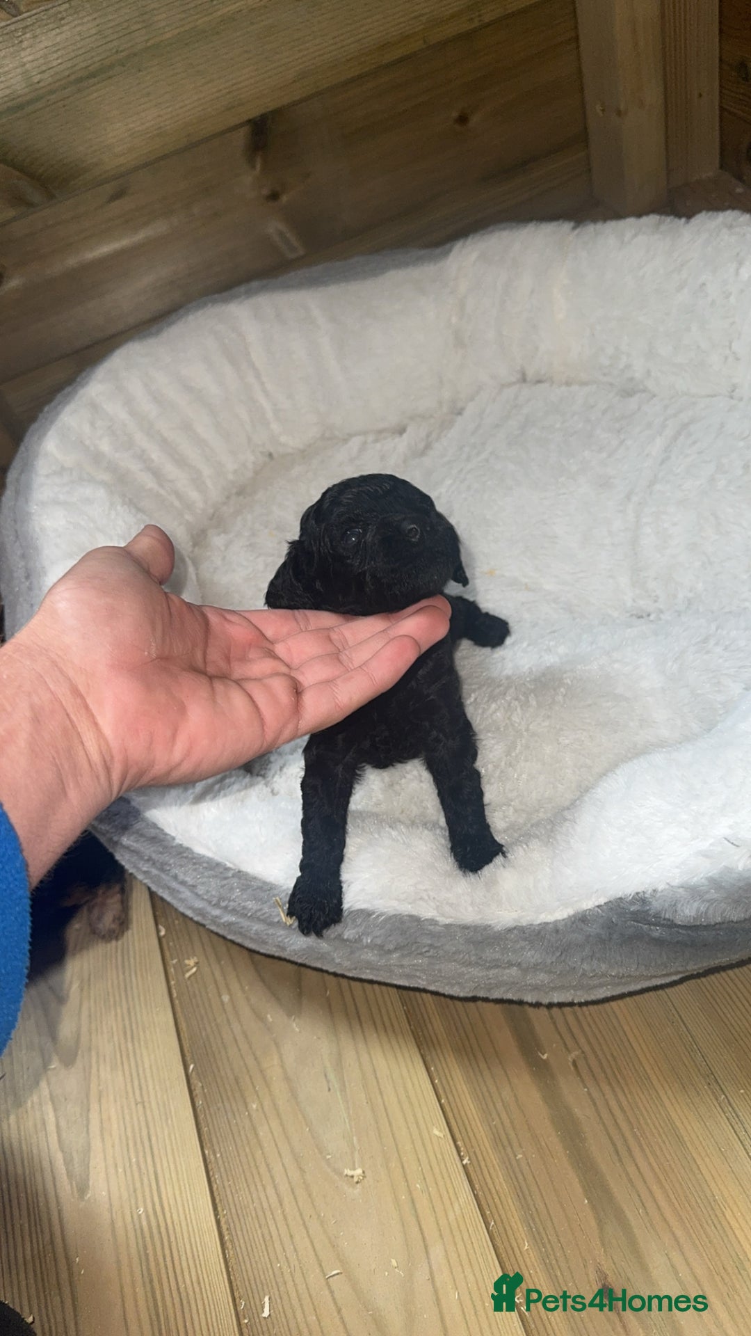 Cockapoo dogs for sale: Toy miniature cockapoo puppy’s  - Image 12