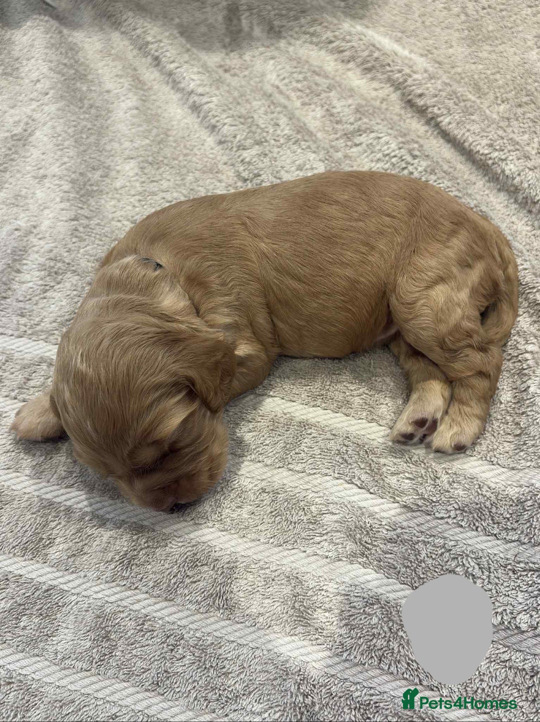 Cocker Spaniel dogs for sale: Working Cocker Spaniel Pups parents DNA tested - Image 21