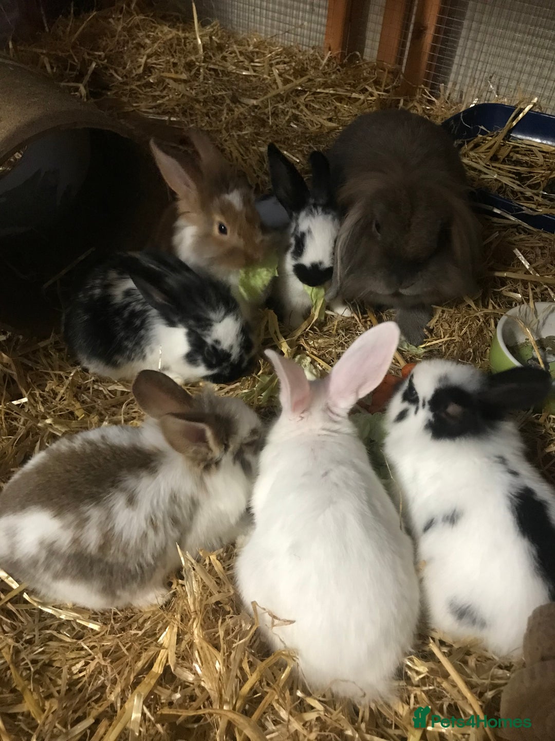 Mixed Breed rabbits for sale: Baby rabbits mixed breed  - Image 11