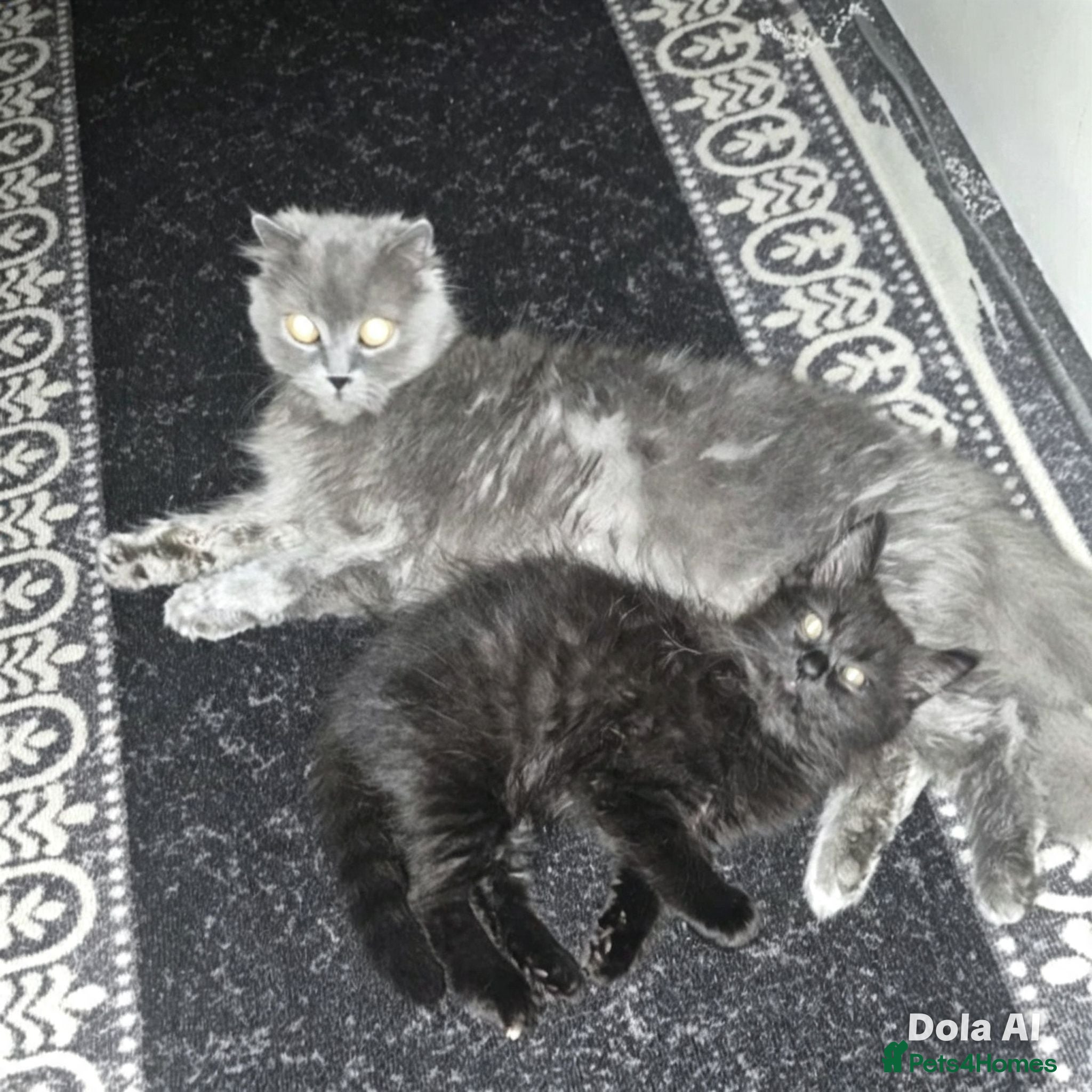 British Longhair cats Beautiful british long hair female kitten - Advert 1