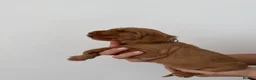 Hungarian Vizsla dogs for sale: Wirehaired Hungarian Vizsla - Advert 16