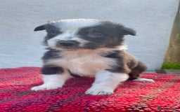 Border Collie dogs for sale: ISDS Registered Male puppies  - Image 4