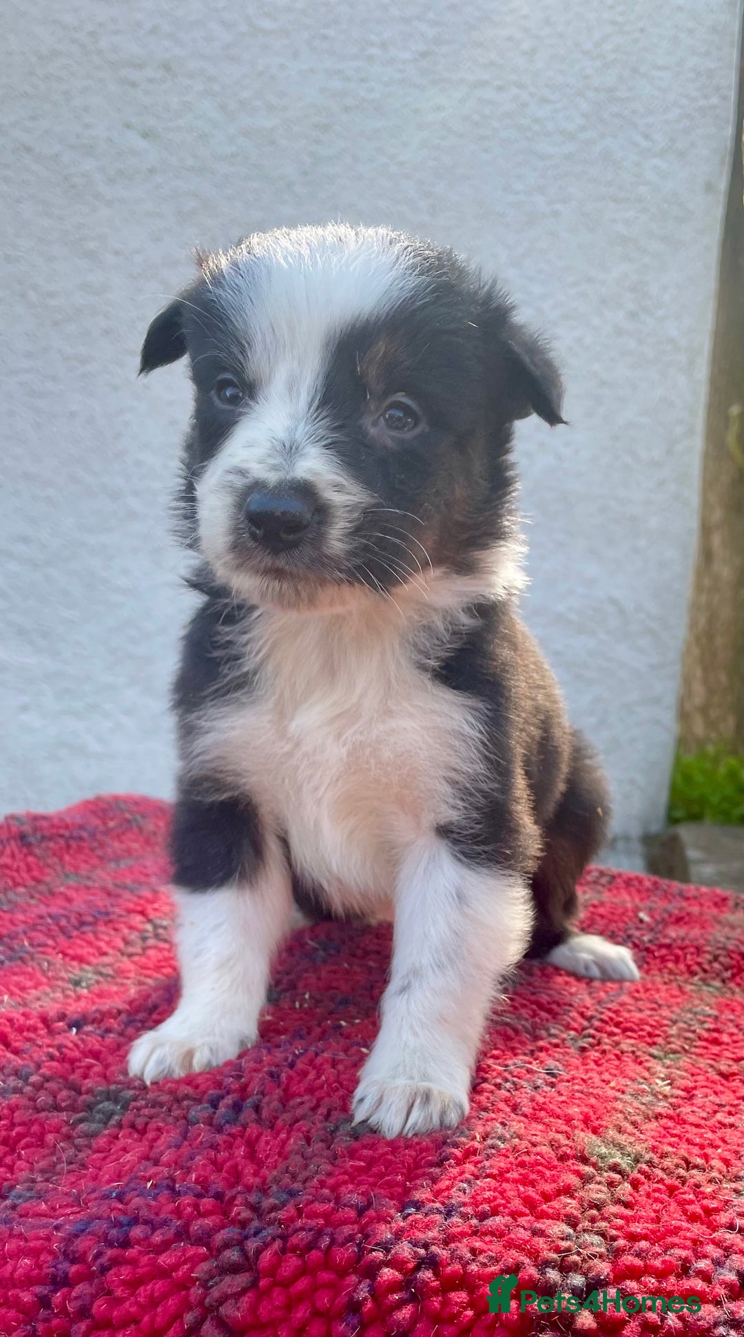 Border Collie dogs for sale: ISDS Registered Male puppies  - Image 4