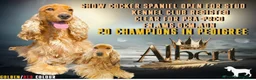 Cocker Spaniel dogs for sale: Champion Bloodline KC Show Cocker Spaniel Puppies  - Advert 4