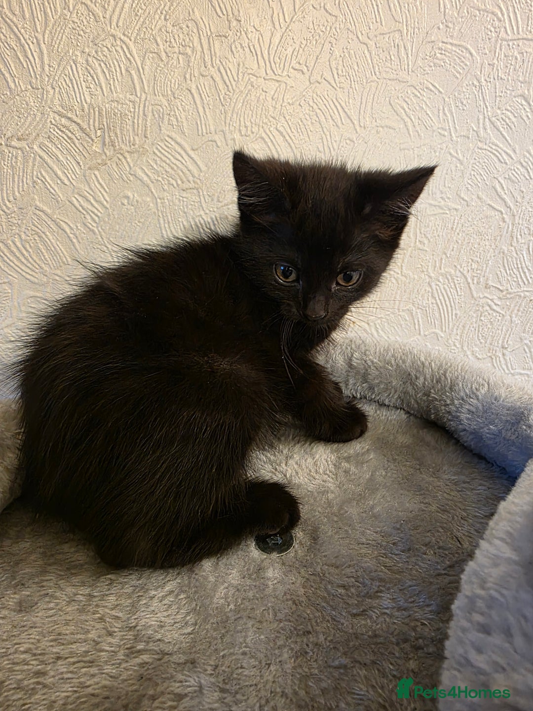 Domestic Shorthair cats for sale: 6 kittens ready for sale, 2 months old - Image 14