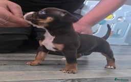 Olde English Bulldogge dogs for sale: Old English bulldog puppies  - Image 4