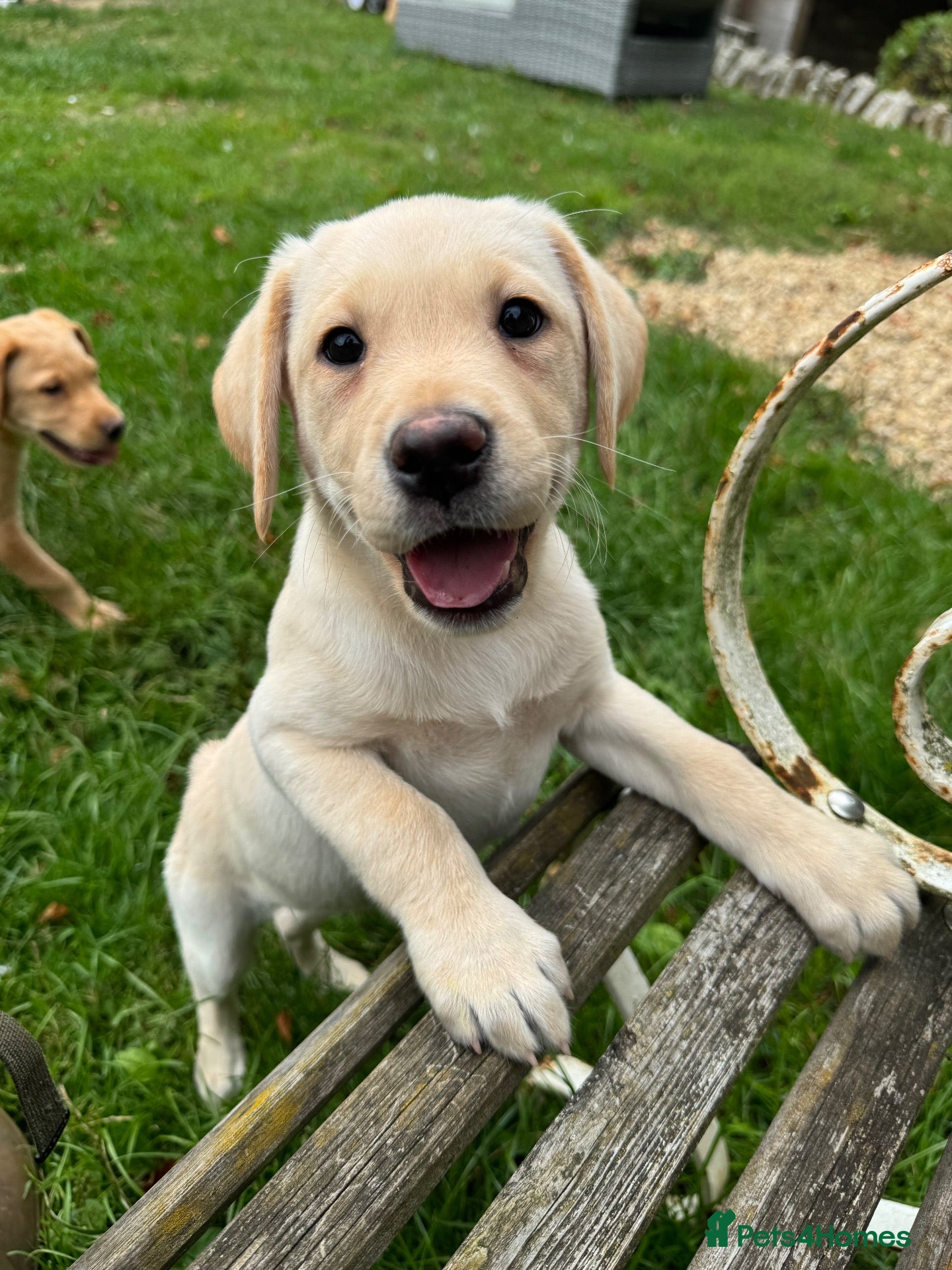Labrador Retriever dogs Beautiful Labradors  - Advert 2