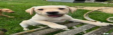 Labrador Retriever 2