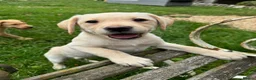 Labrador Retriever dogs for sale: Beautiful Labradors  - Advert 2