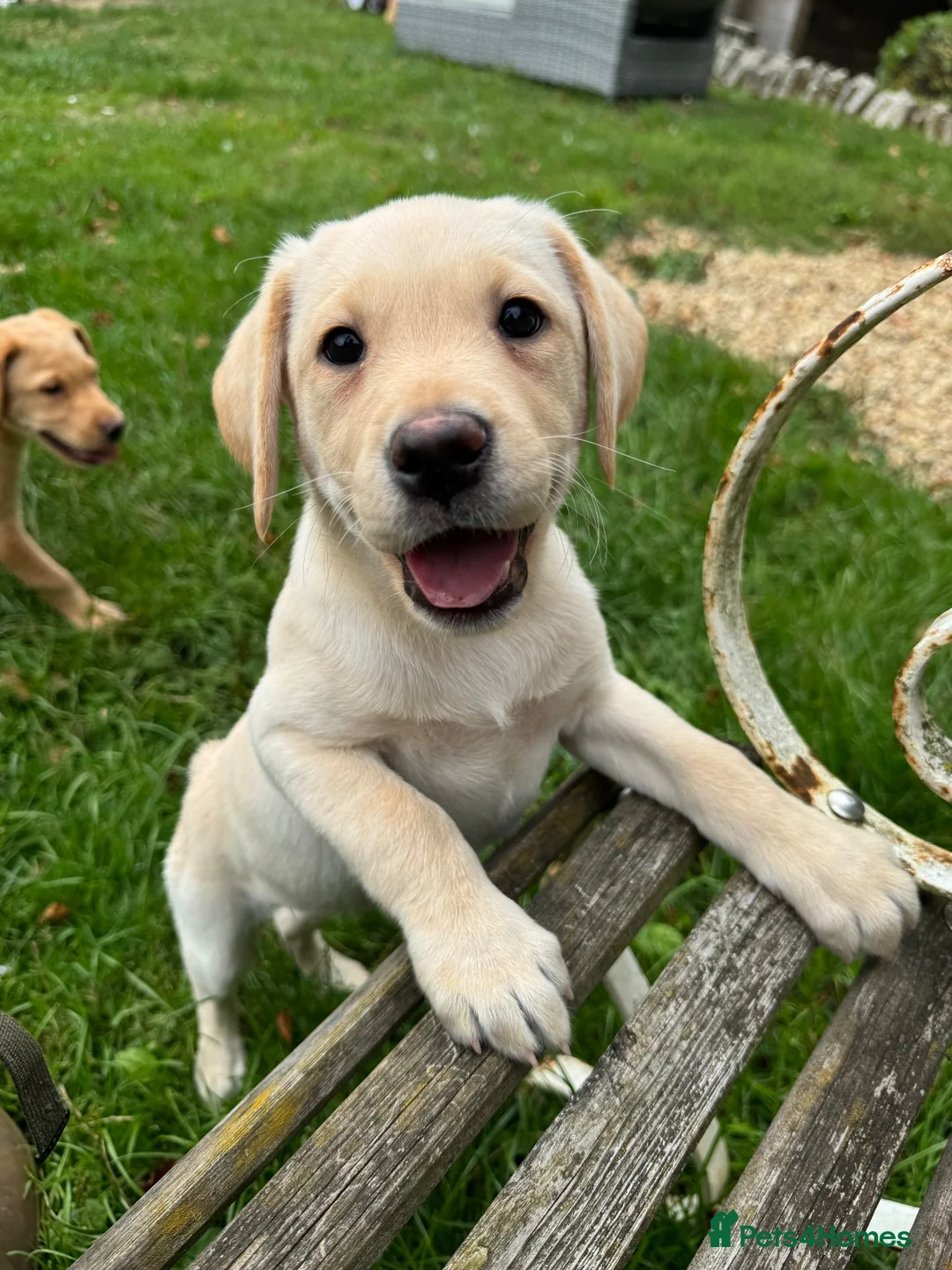 Labrador Retriever dogs for sale: Beautiful Labradors  - Advert 2
