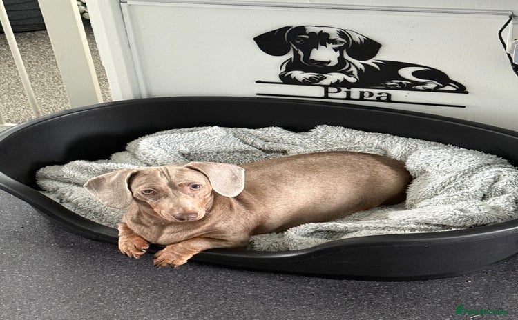 Dachshund dogs - Advert 15