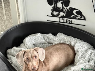 Dachshund dogs - Advert 33