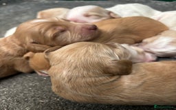 Cockapoo dogs for sale: F1 Cockapoo puppies  - Image 15