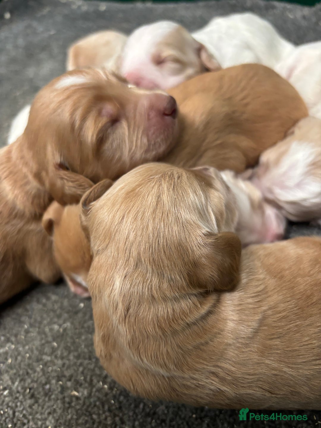 Cockapoo dogs for sale: F1 Cockapoo puppies  - Image 15