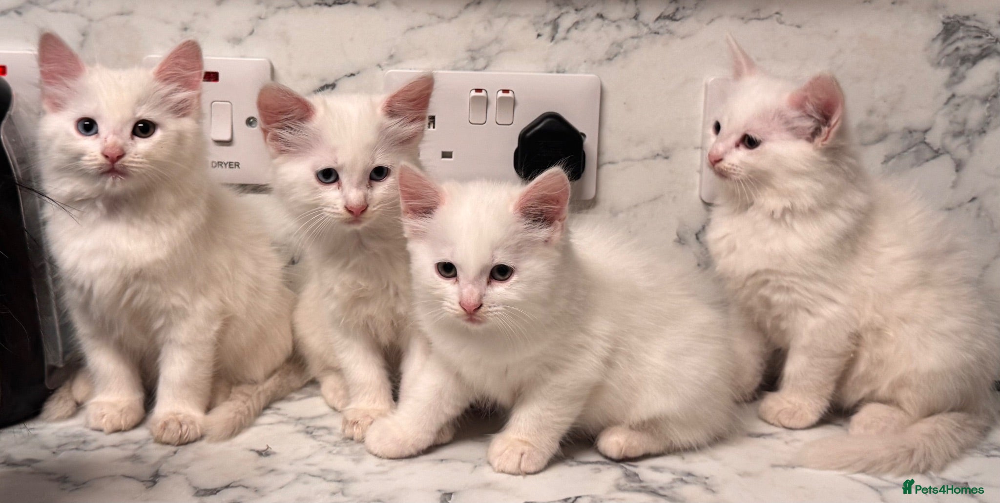 Mixed Breed cats 4 fluffy white kittens for sale - Advert 1