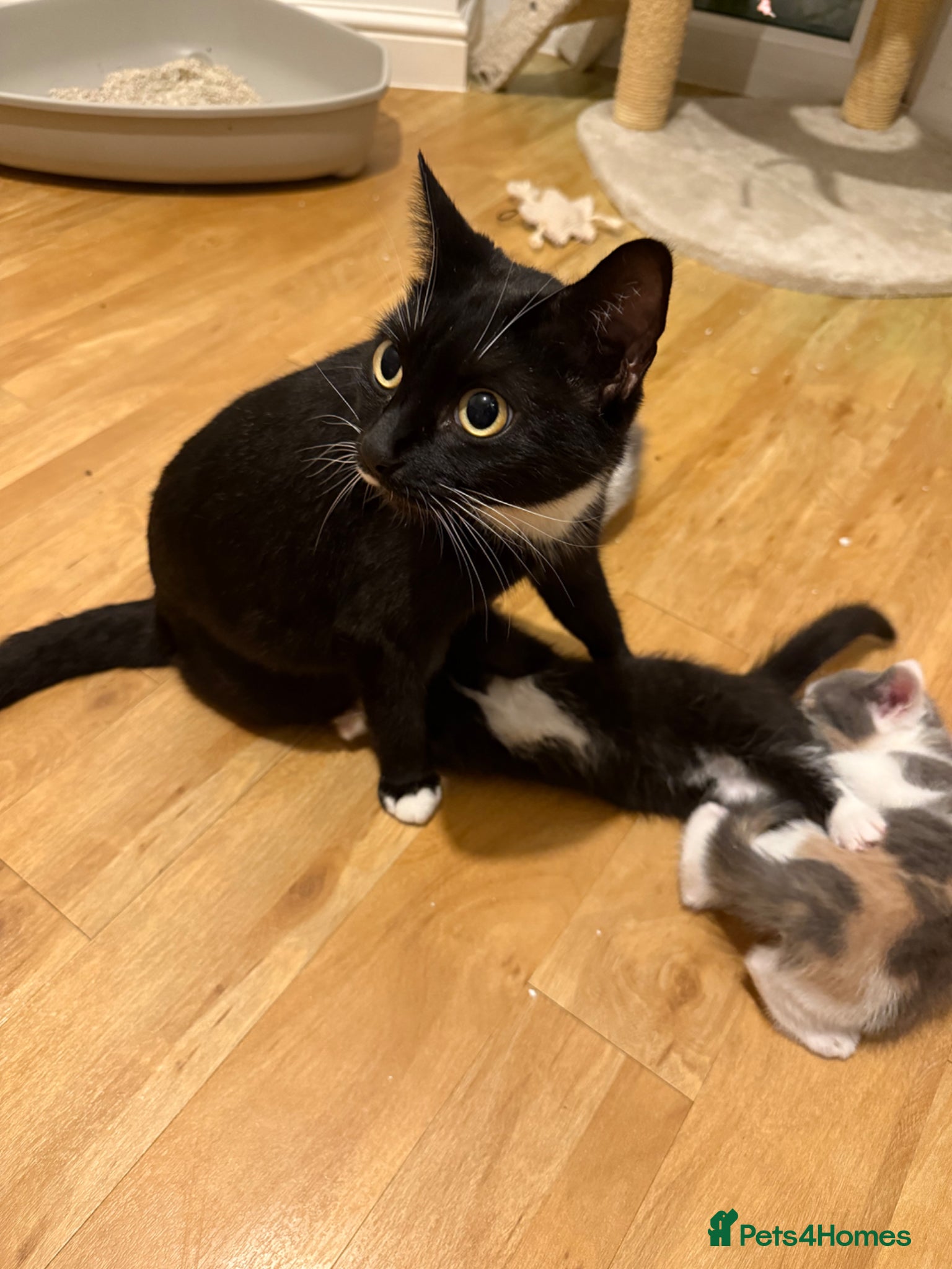 Mixed Breed cats 🥰 mixed breed calicos, tuxedos & grey kittens  - Advert 2