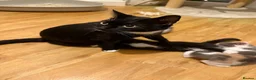 Mixed Breed cats for sale: 🥰 mixed breed calicos, tuxedos & grey kittens  - Advert 3