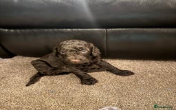 Cockapoo dogs for sale: Cockapoo Puppies F2 - Image 13