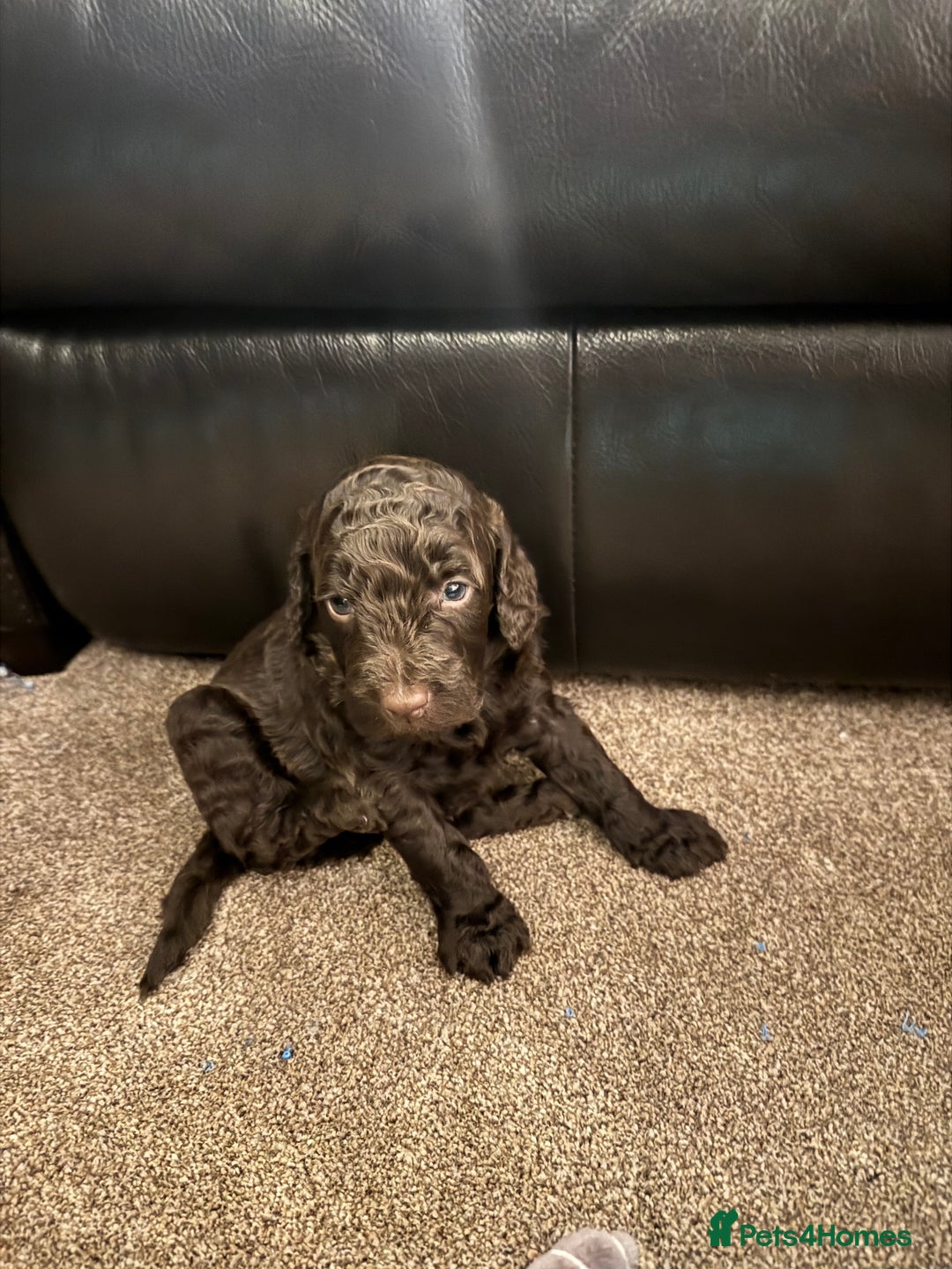 Cockapoo dogs for sale: Cockapoo Puppies F2 - Image 13