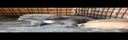 Cane Corso dogs for sale: Beautiful cane corso puppies  - Advert 2