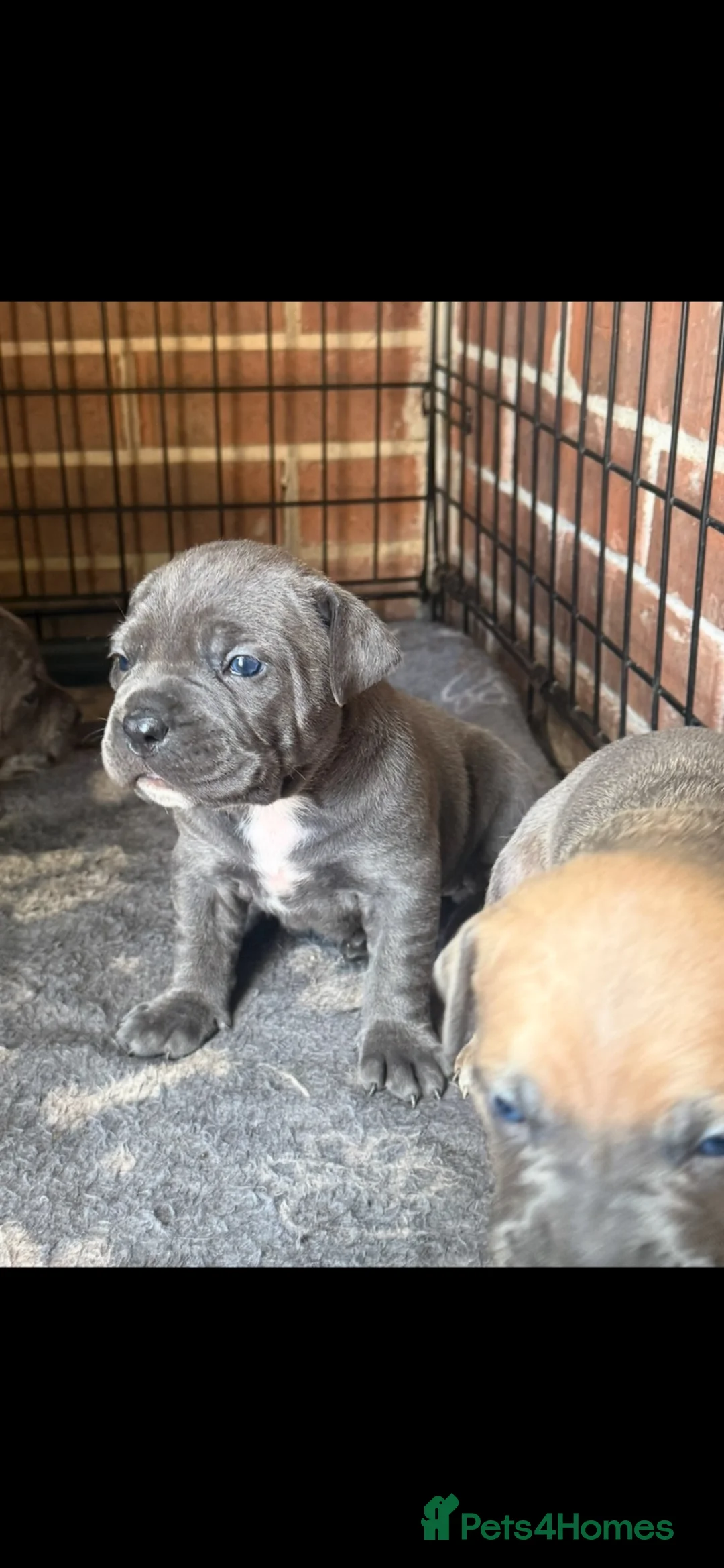 Cane Corso dogs for sale: Beautiful cane corso puppies  - Advert 2