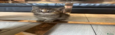 British Shorthair 1