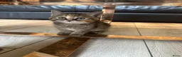 British Shorthair cats for sale: British short hair mix  in Romford - Advert 10