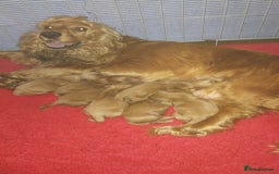 Cockapoo dogs for sale: F1 Cockapoo pups for sale  - Image 19