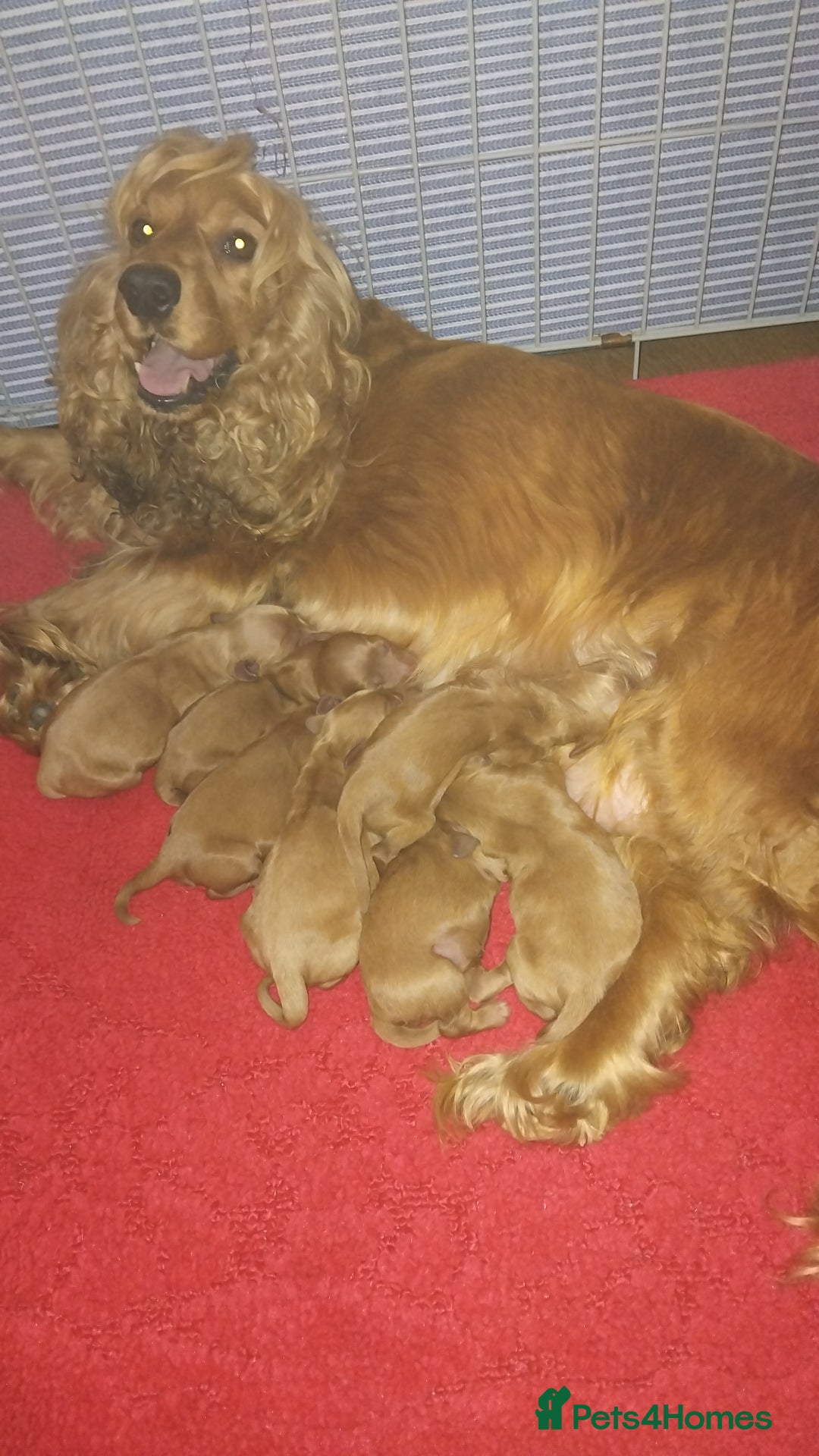 Cockapoo dogs for sale: F1 Cockapoo pups for sale  - Image 19