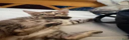 Bengal cats for sale: Bengal kittens pedigreed and registered - Advert 13