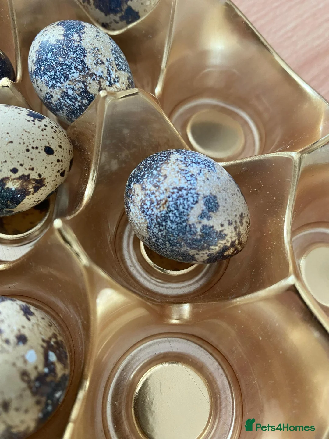 Quail poultry for sale: 12 Japanese Quail Hatching Eggs - mixed colour in Leeds - Advert 4