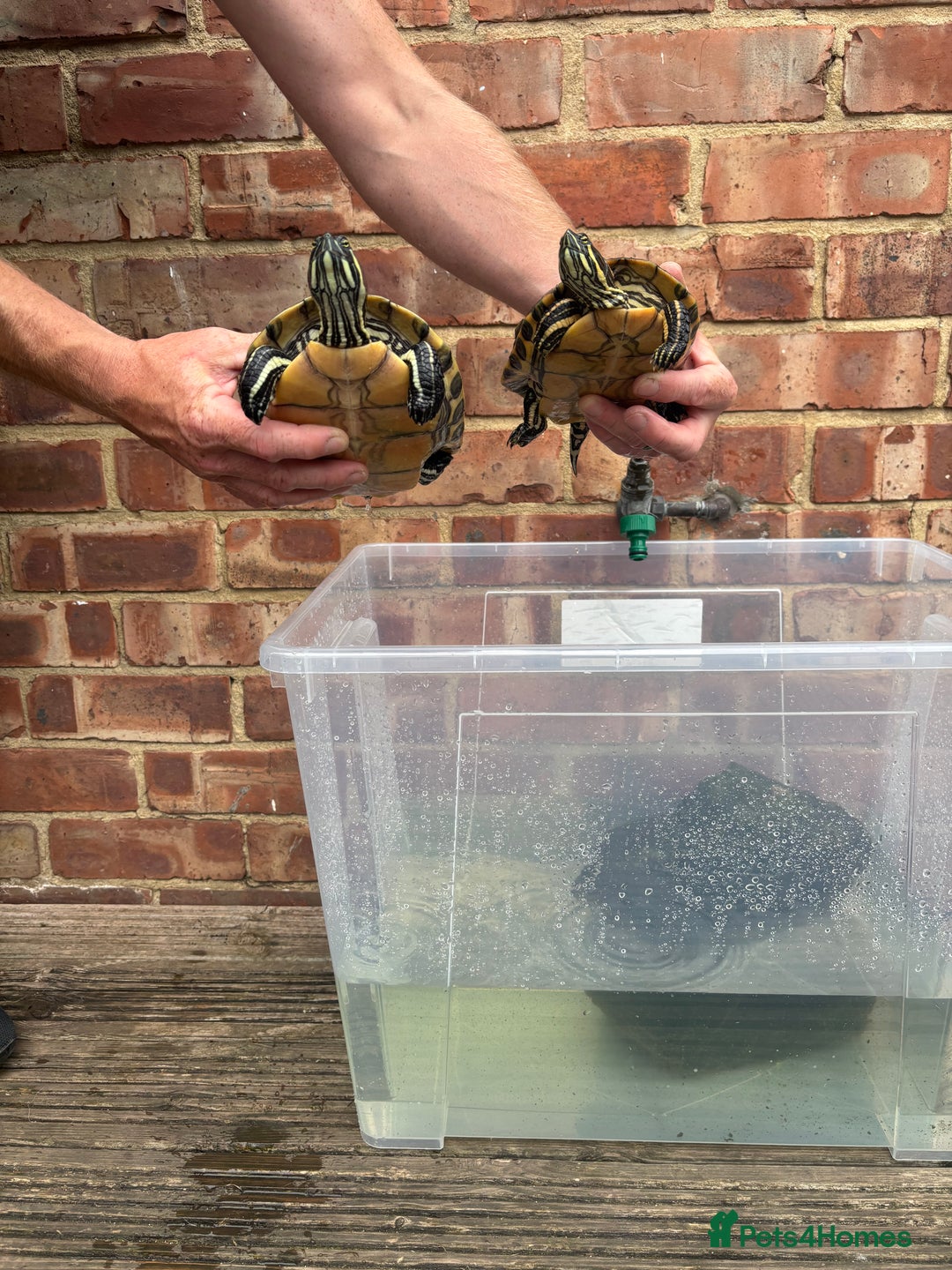 Terrapin reptiles for sale: Terrapins - Image 5