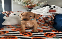 Labrador Retriever dogs for sale: Beautiful fox red Labrador pups - Image 20