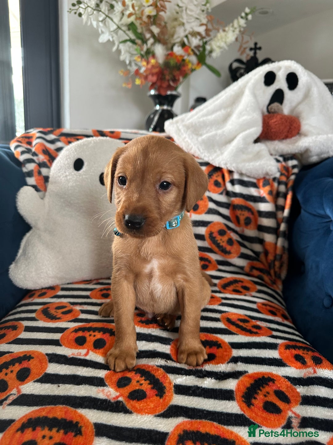 Labrador Retriever dogs for sale: Beautiful fox red Labrador pups - Image 20