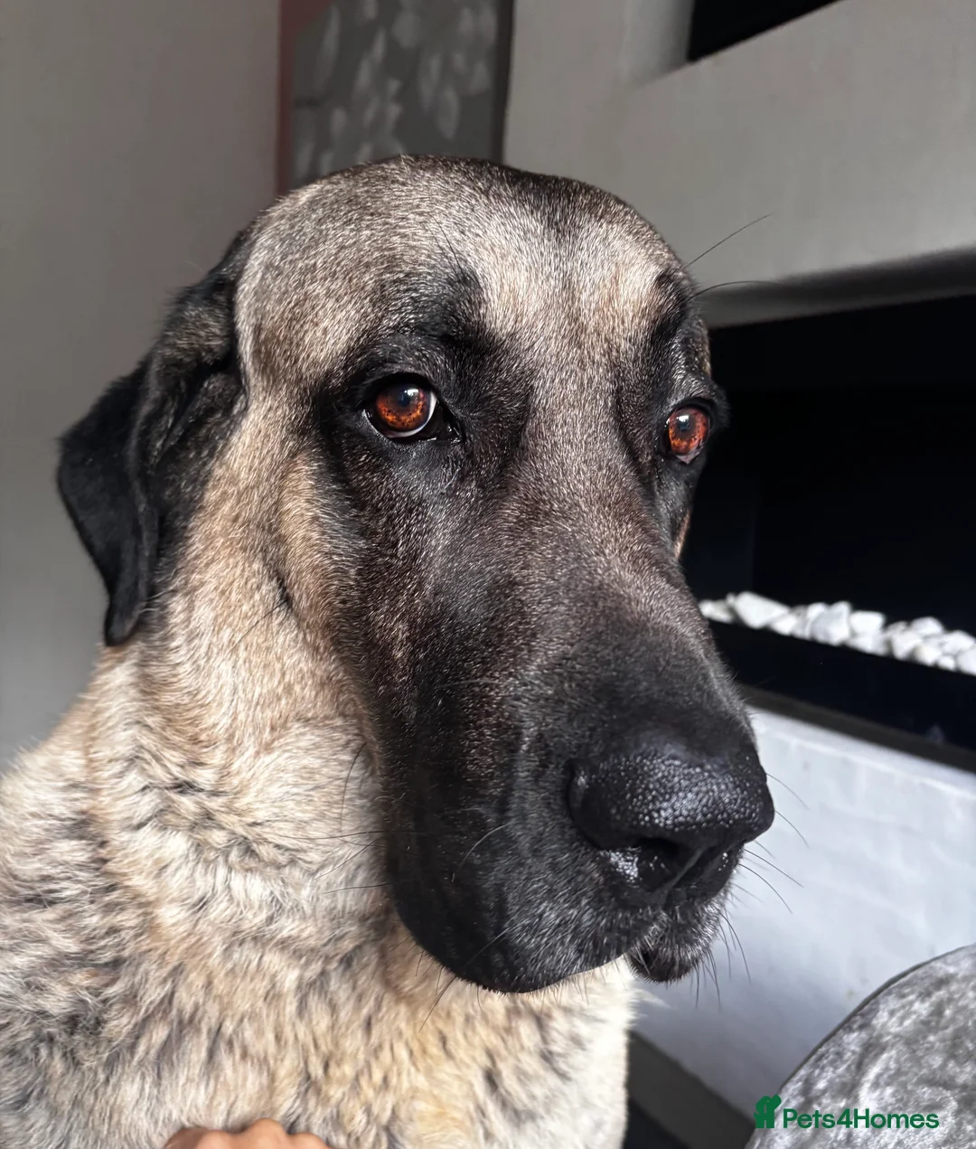 Turkish Kangal dogs for stud: 5 year old male kangal  - Advert 1