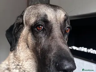 Turkish Kangal dogs 5 year old male kangal - Advert 2