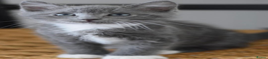 Male kitten