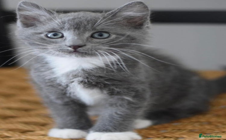 Mixed Breed cats - Advert 11