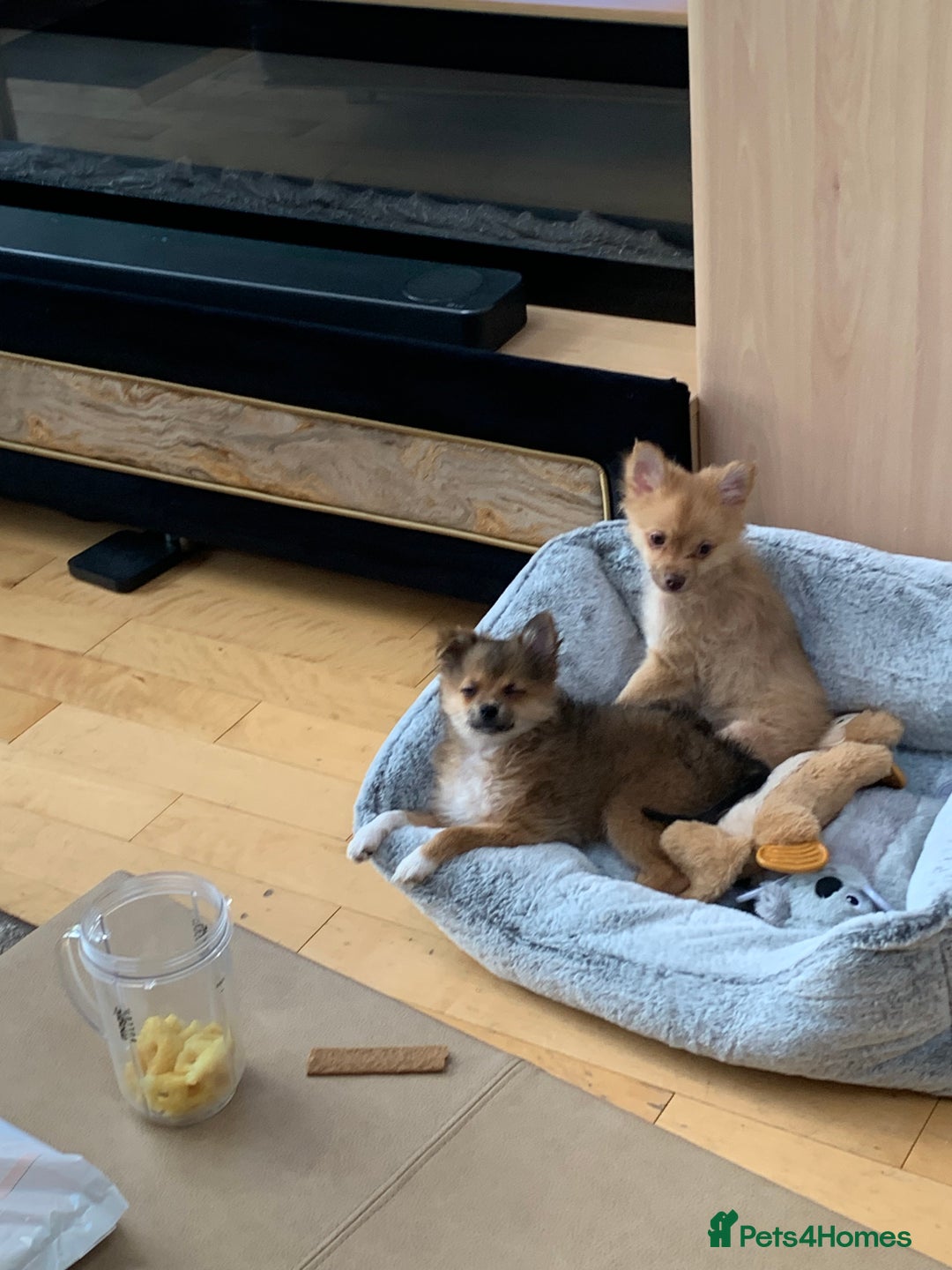 Pomchi dogs for sale: Very cute Pomchis - Image 11