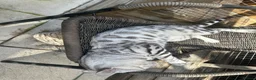Bengal cats for sale: Beautiful silver boy  - Advert 5