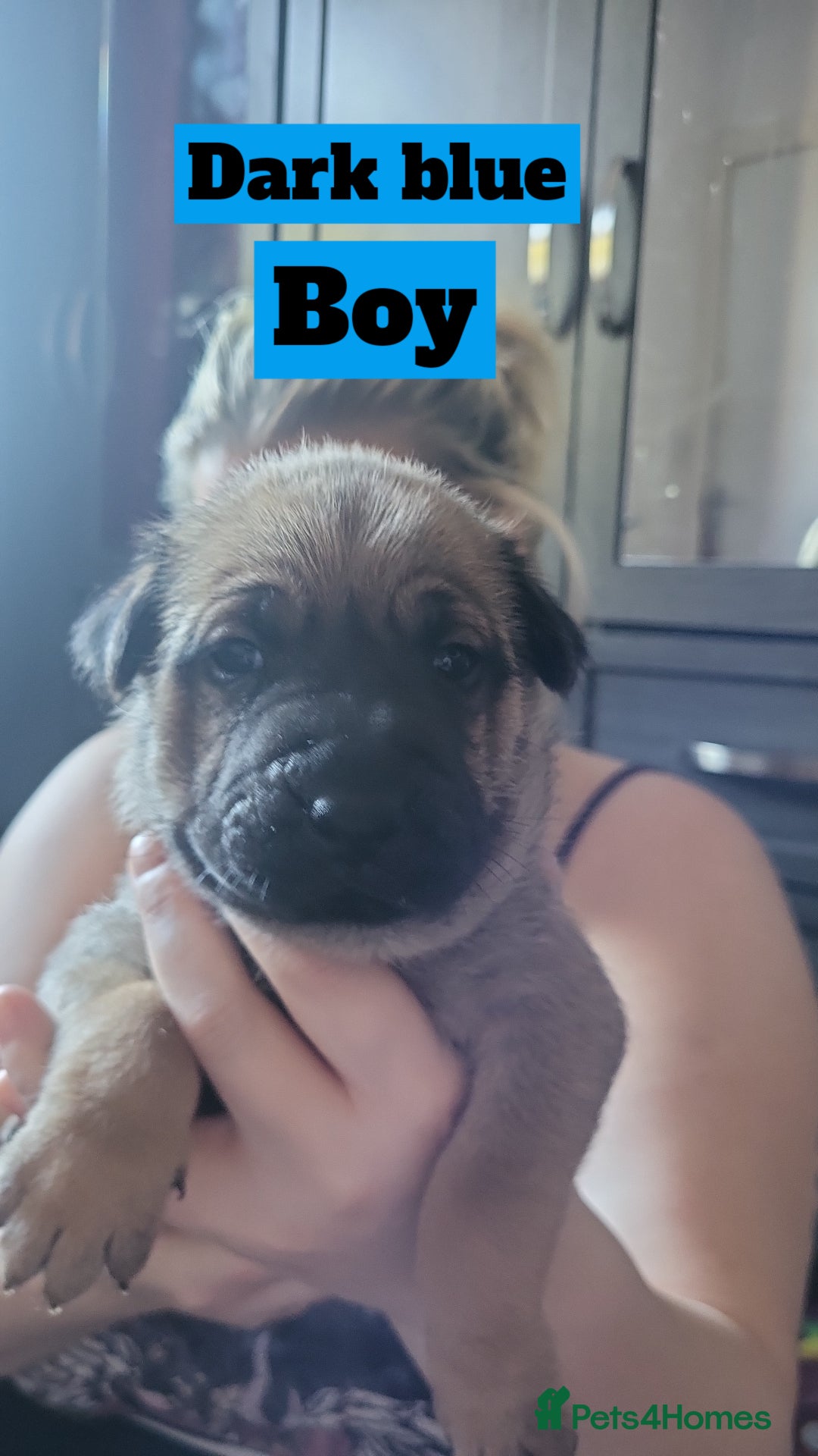 Mixed Breed dogs for sale: Belgian Malinois X Shar-pei puppies  - Image 14