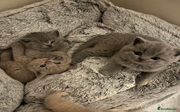 British Shorthair cats for sale: Beautiful British Shorthair Kittens - Advert 5