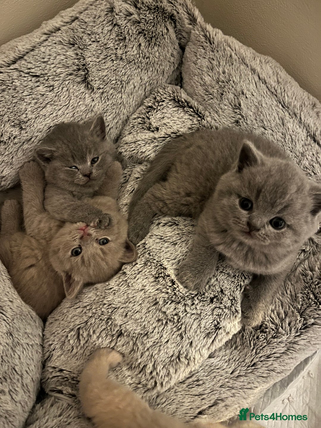 British Shorthair cats for sale: Beautiful British Shorthair Kittens - Advert 5